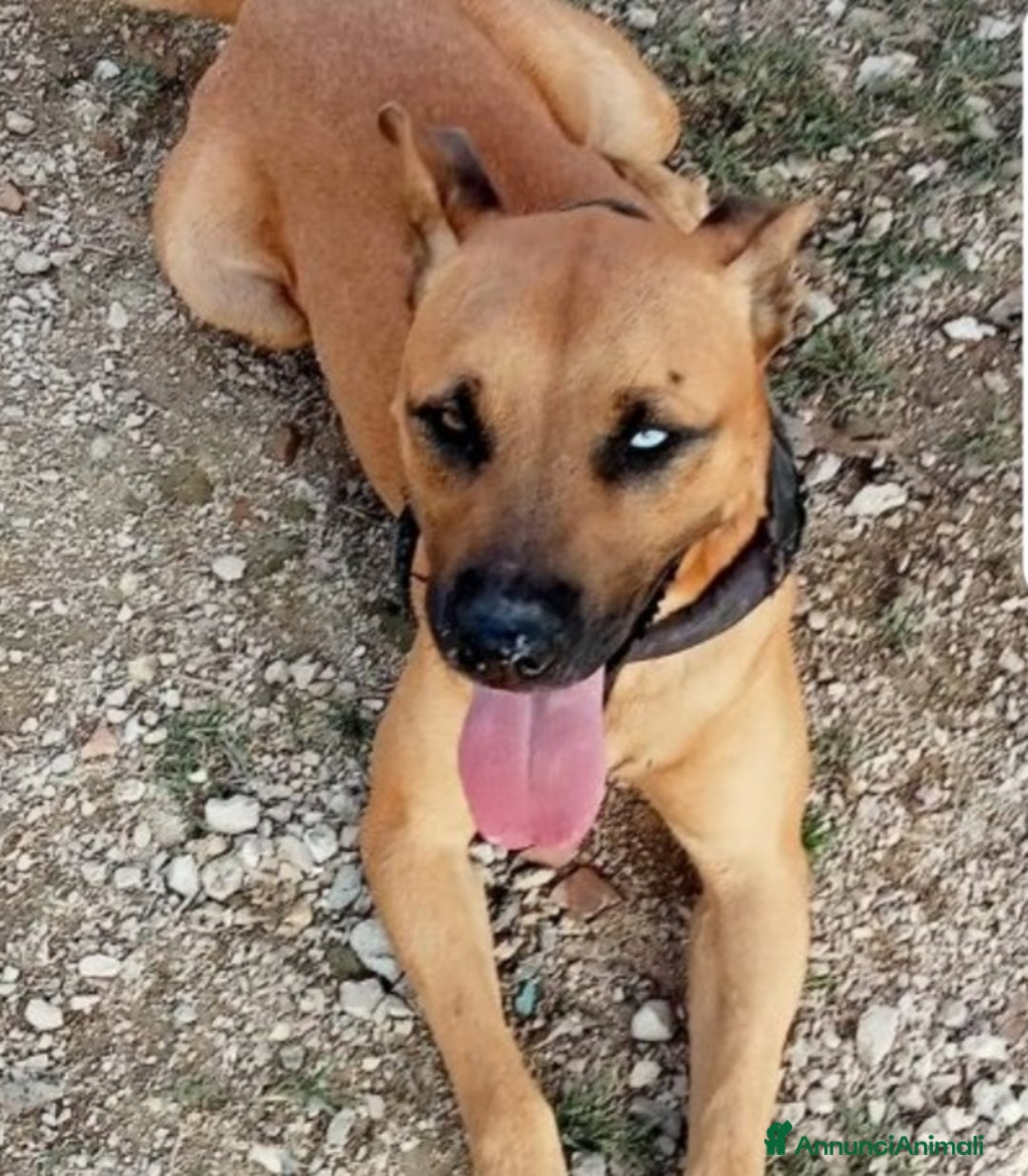 Meticcio cani in regalo: Mix Pitbull femmina 1occhio azzurro,invisibile.SUD a Città metropolitana di Milano - Annuncio 4