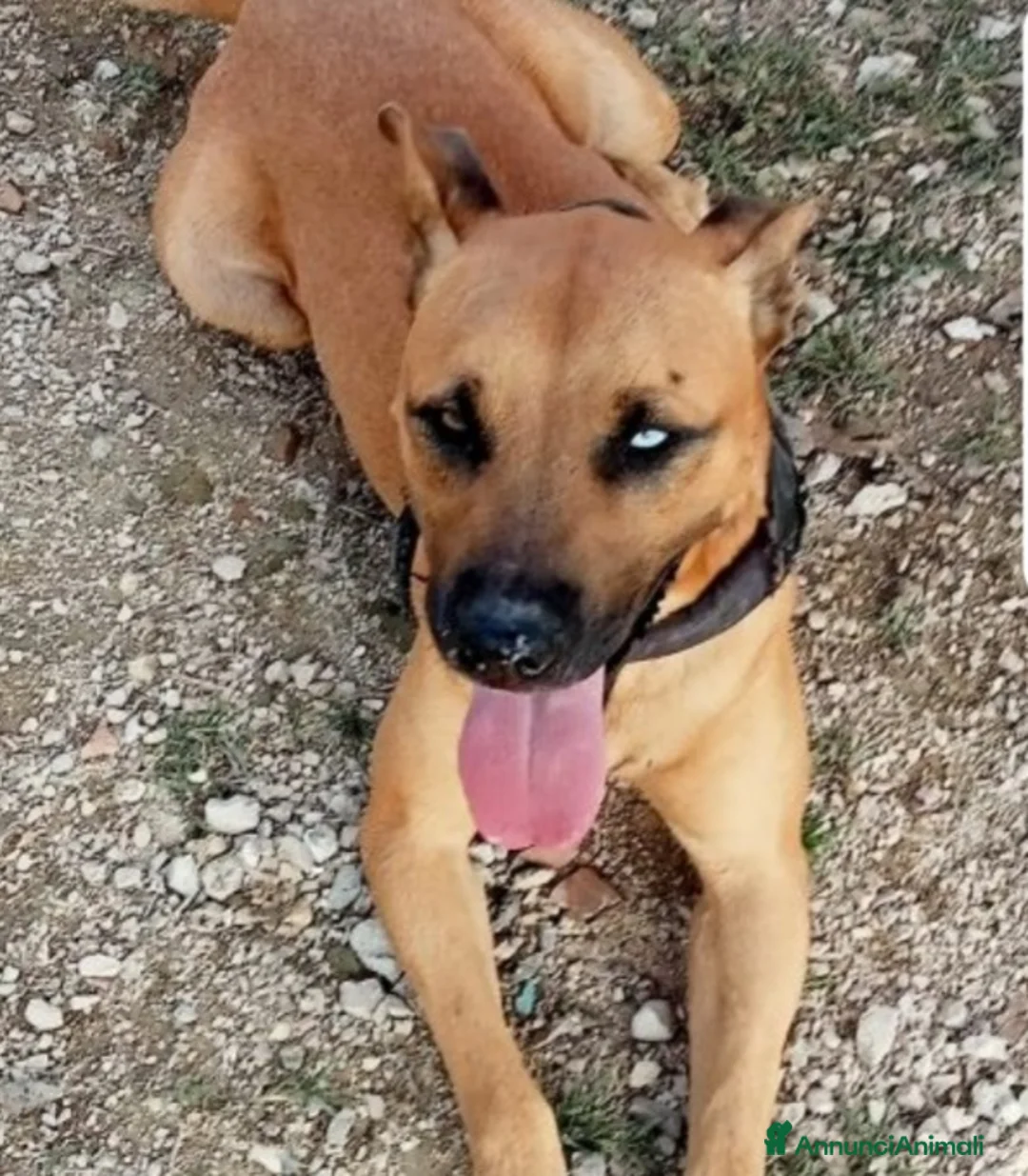 Meticcio cani in regalo: Mix Pitbull femmina 1occhio azzurro,invisibile.SUD a Città metropolitana di Milano - Annuncio 4