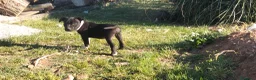 American Staffordshire cani in vendita: Amstaff blu - Annuncio 7