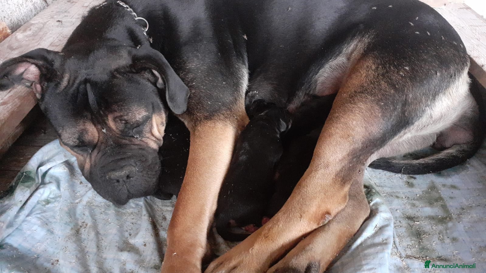 Cane Corso cani Simil corso - Annuncio 2