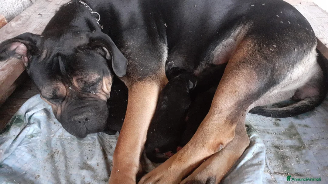 Cane Corso cani in regalo: Simil corso - Annuncio 2