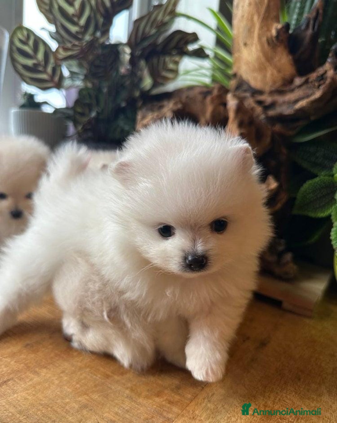 Volpino Pomerania cani in vendita: Cuccioli di Pomerania - Annuncio 5