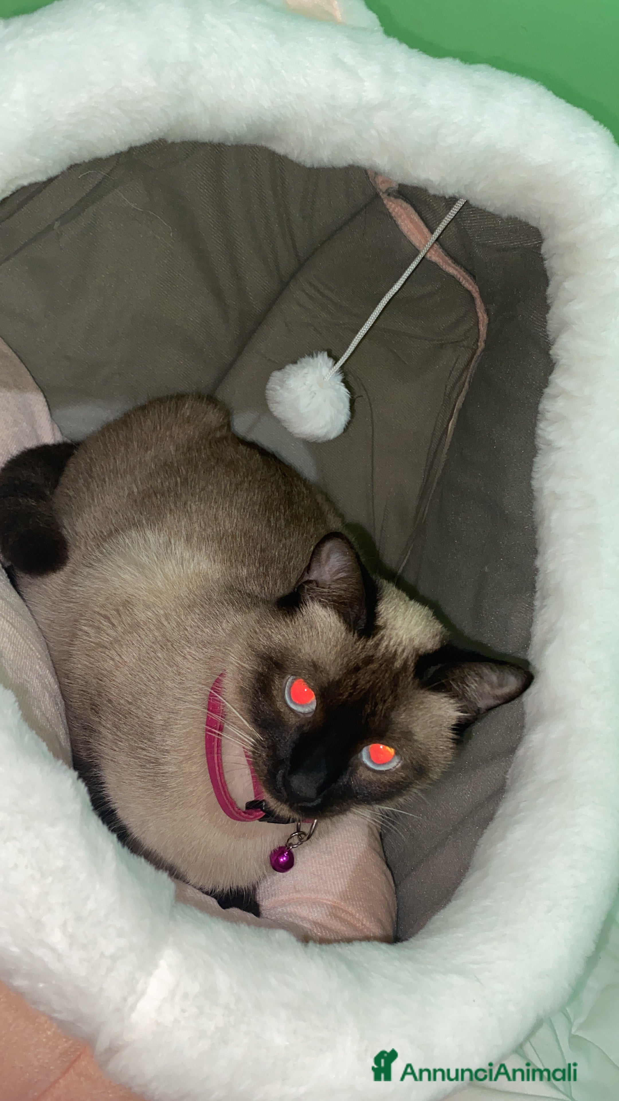 Siamese gatti SIAMESE - Annuncio 1