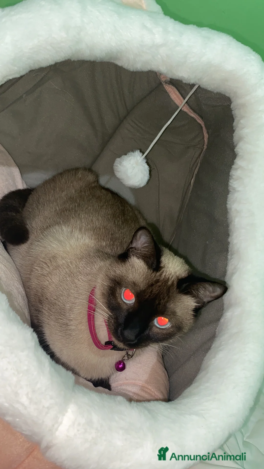 Siamese gatti in vendita: SIAMESE - Annuncio 1