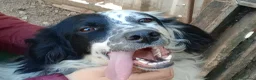 Setter Inglese cani in regalo: CHEROKEE - Annuncio 6