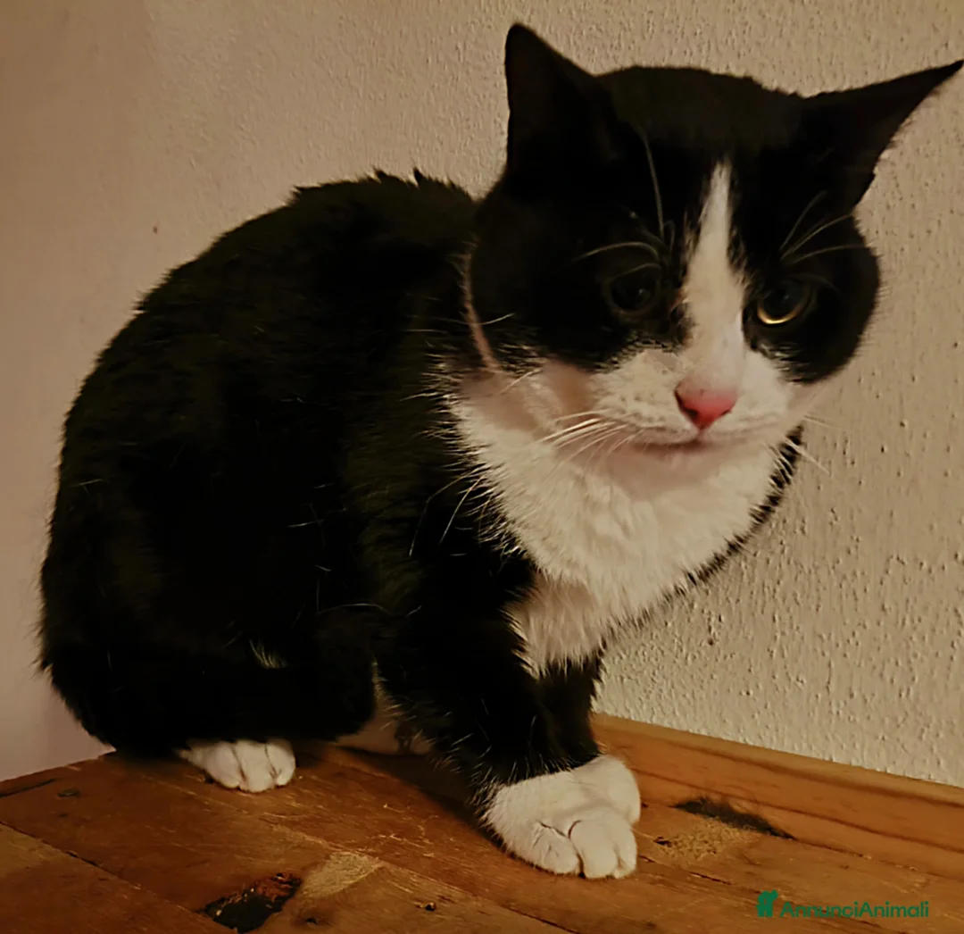 Meticcio gatti in vendita: Felix cerca nuova famiglia a Provincia di Reggio Emilia - Annuncio 2