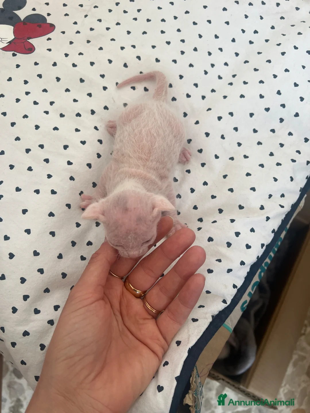 Sphynx gatti in vendita: Don sphynx brush a Provincia di Reggio Emilia - Annuncio 5