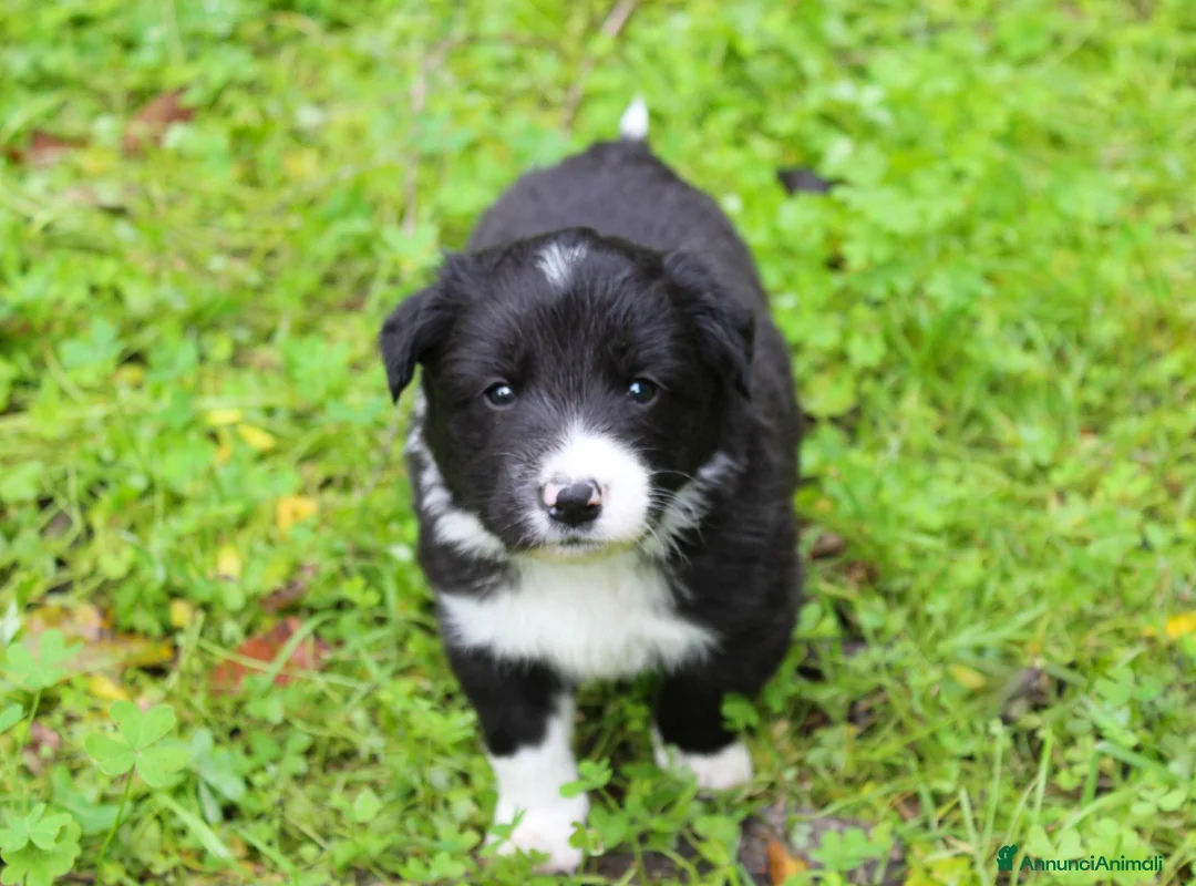 Border Collie cani in vendita: Cuccioli di Border Collie - Annuncio 6