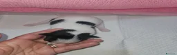 Chihuahua cani in vendita: Chihuahua toy pedigree Enci  a Provincia di Verona - Annuncio 9