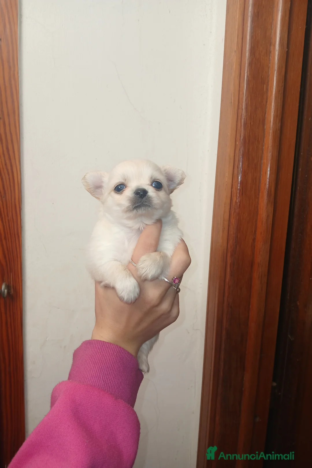 Chihuahua cani in vendita: Cuccioli di Chihuahua toy con occhi azzurri  - Annuncio 11