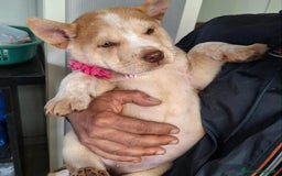 Altre razze cani in regalo: Medusa in adozione - Immagine 1