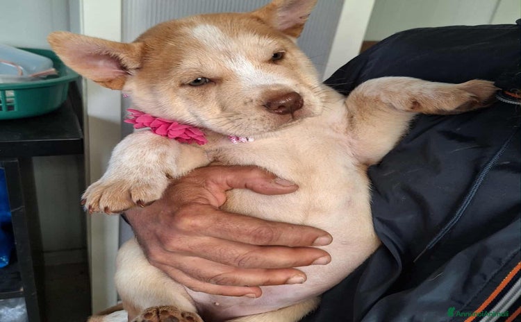 Altre razze cani - Annuncio 10