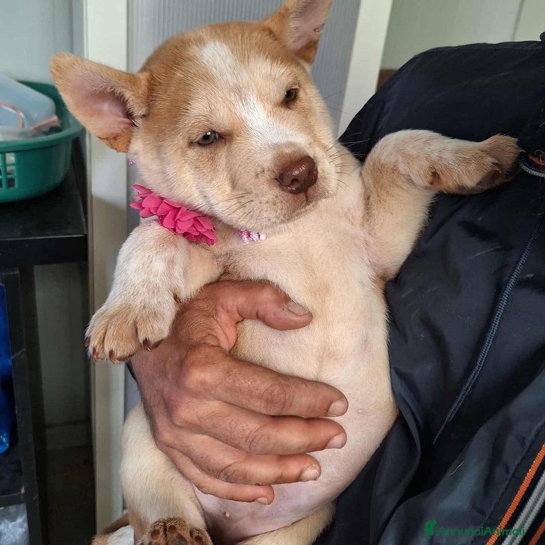 Altre razze cani in regalo: Medusa in adozione - Immagine 1