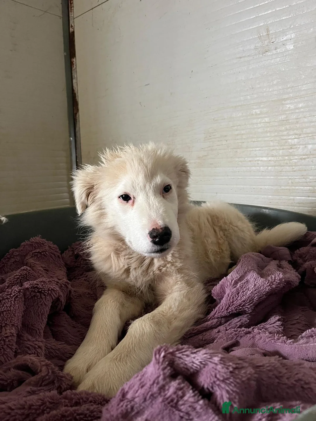 Meticcio cani in regalo: Cucciola in canile  - Annuncio 5