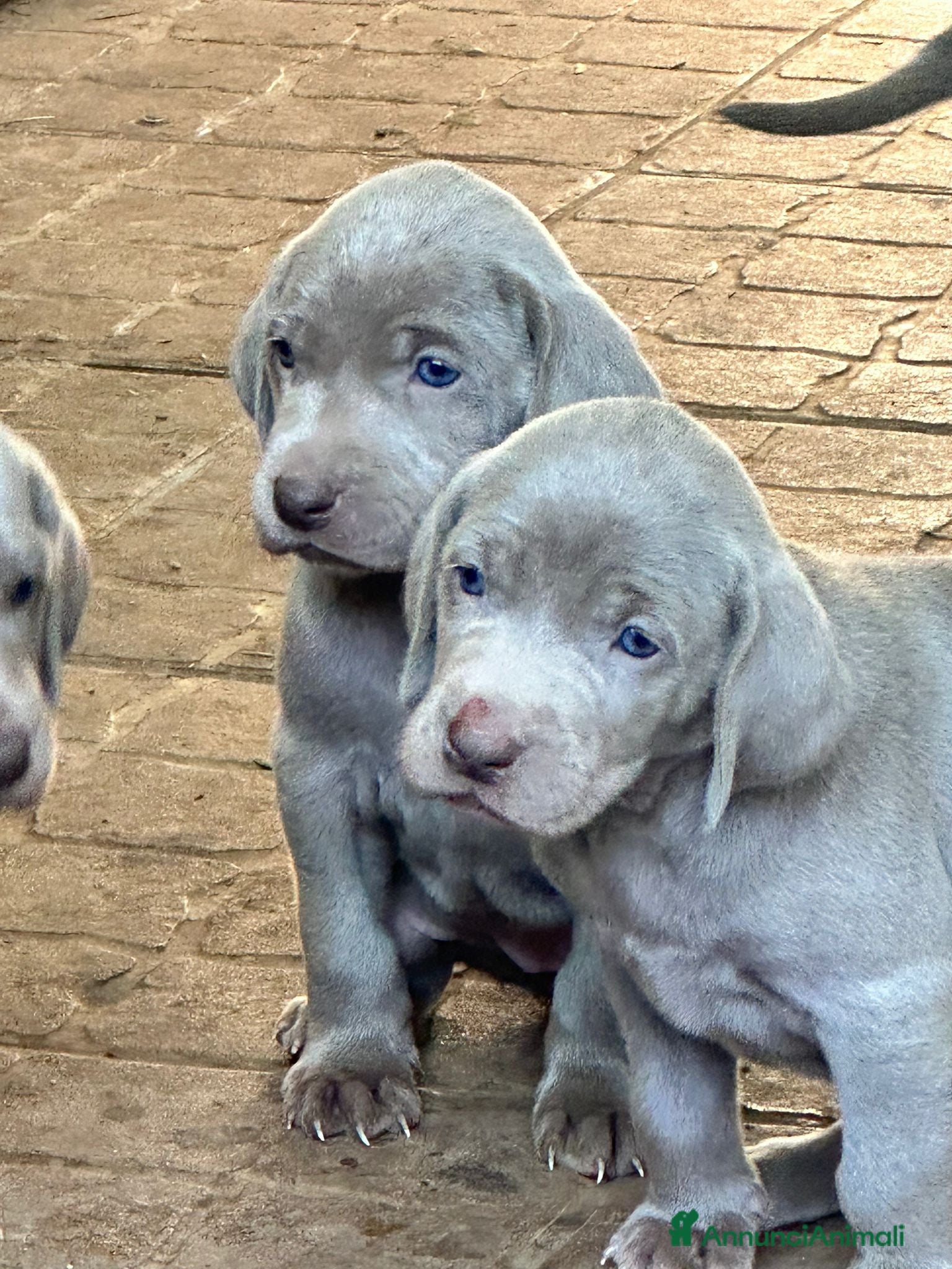 Weimaraner cani in vendita: Cuccioli di weimaraner con pedigree - Annuncio 1