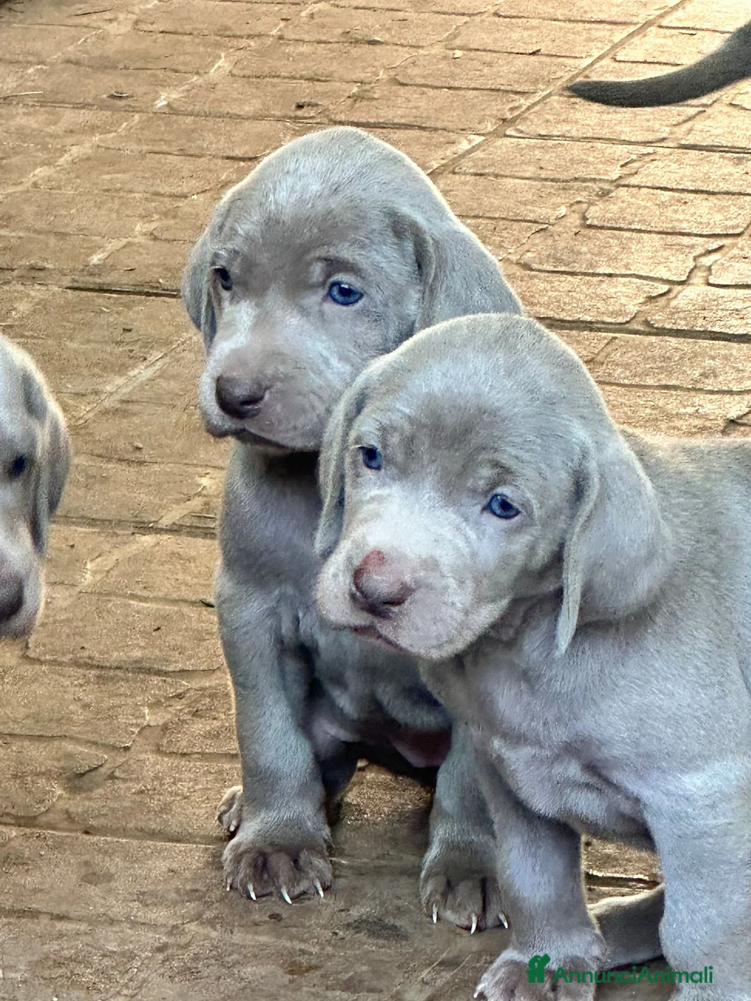 Weimaraner cani in vendita: Cuccioli di weimaraner con pedigree - Annuncio 1