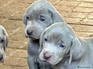Weimaraner cani in vendita: Cuccioli di weimaraner con pedigree - Annuncio 1