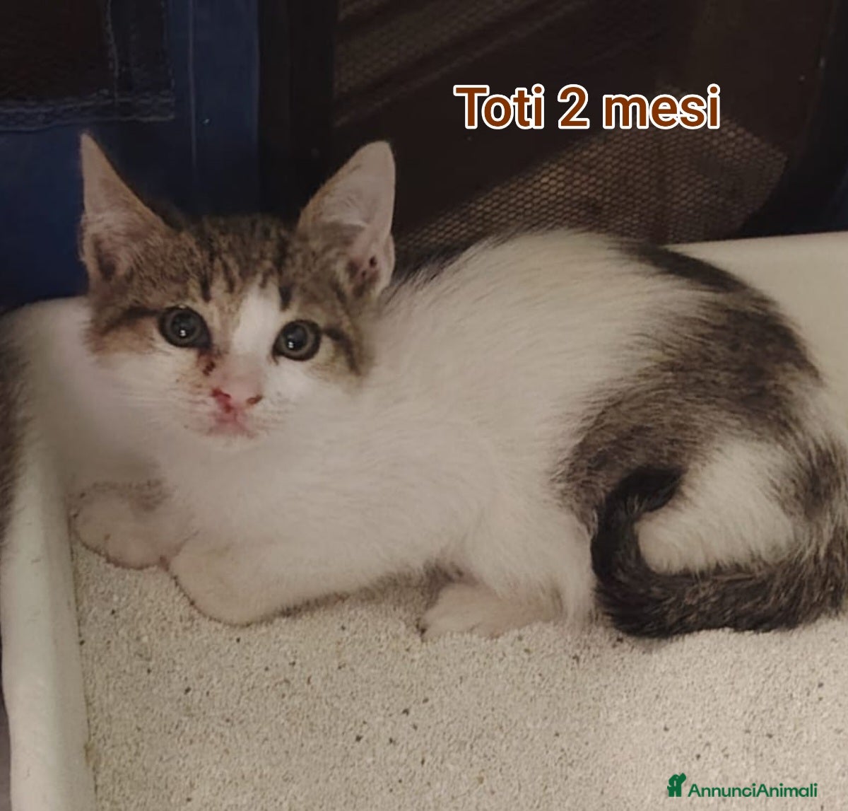 Altre razze gatti GATTINI ADORABILI IN CERCA D'AMORE  - Annuncio 17