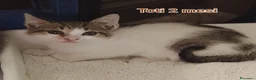 Altre razze gatti in regalo: GATTINI ADORABILI IN CERCA D'AMORE  a Città Metropolitana di Bologna - Annuncio 1