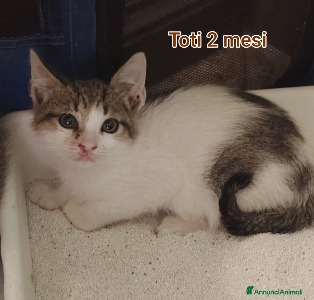 Altre razze gatti in regalo: GATTINI ADORABILI IN CERCA D'AMORE  a Città Metropolitana di Bologna - Annuncio 1