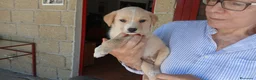 Meticcio cani in regalo: LA DOLCISSIMA VIOLA HA BISOGNO DI UNA CASA - Annuncio 3