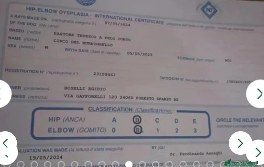 Pastore Tedesco cani in vendita: splendidi cuccioli pastore tedesco  - Annuncio 13