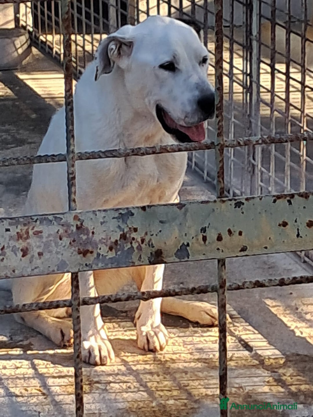Meticcio cani in regalo: LEANDRO adottabile da tutti a Provincia di Treviso - Annuncio 2