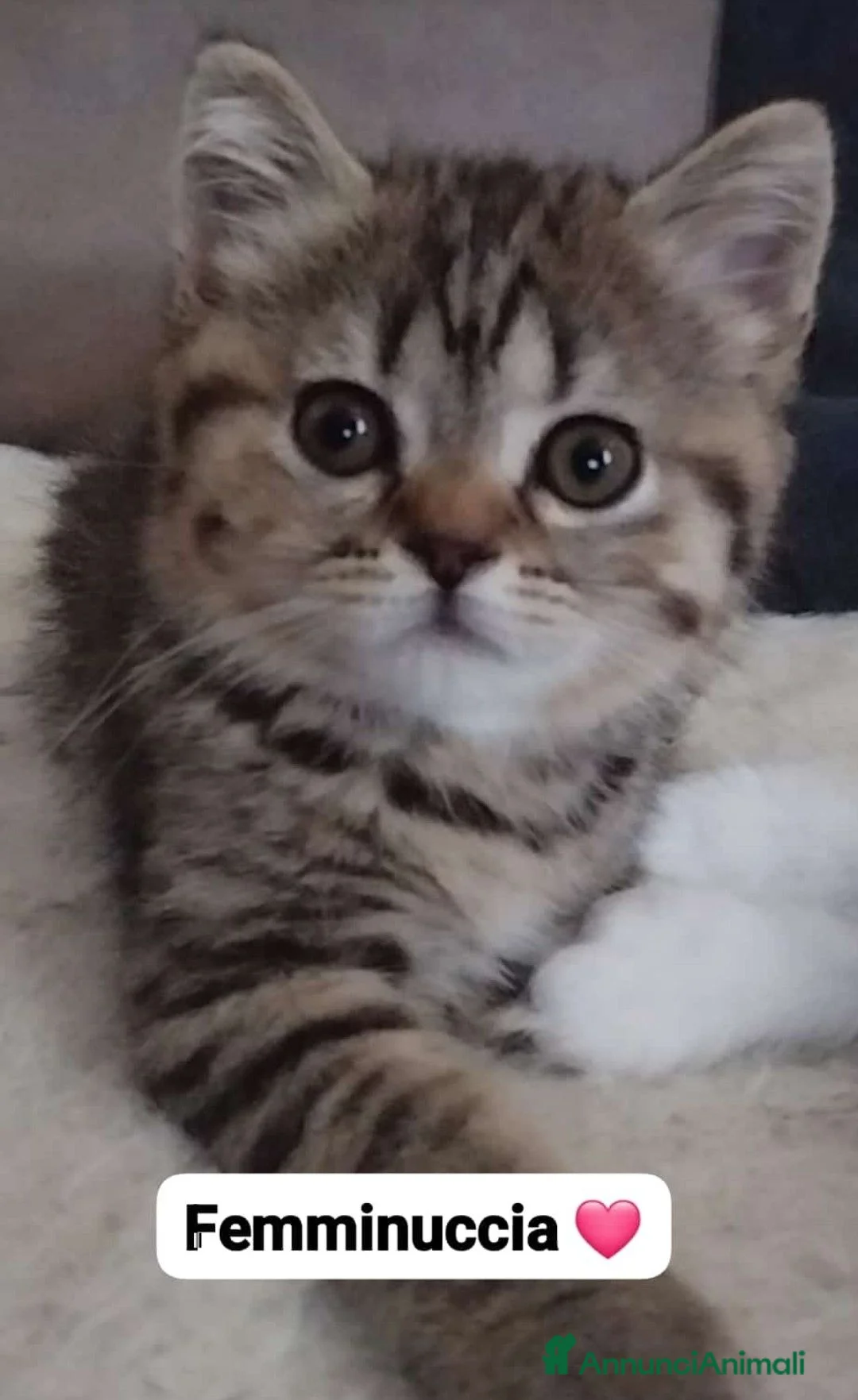 Scottish gatti in vendita: Cuccioli scottish fold e straight  - Annuncio 7