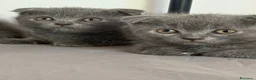 Scottish gatti in vendita: Scottish fold/straight  - Annuncio 7