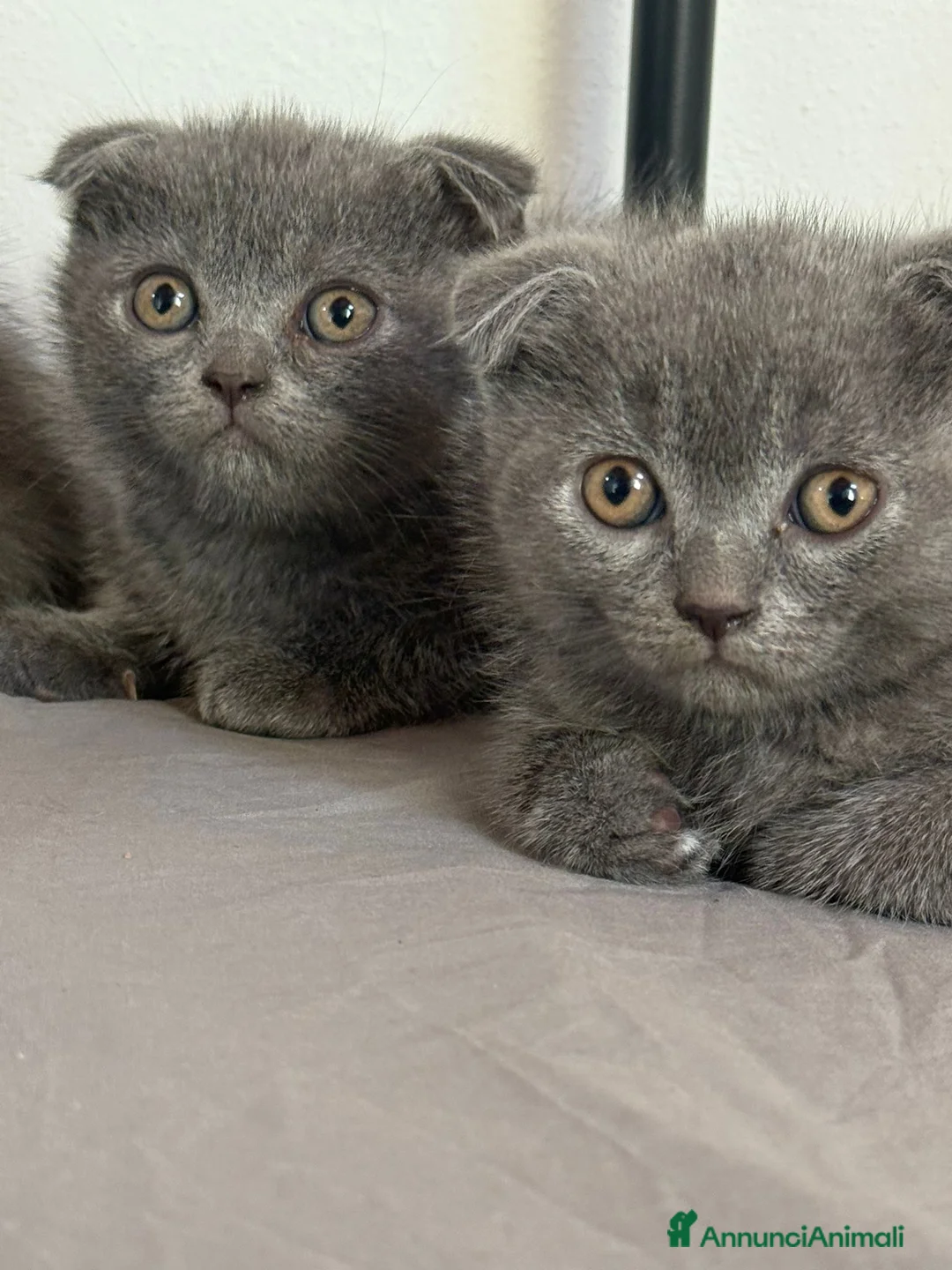 Scottish gatti in vendita: Scottish fold/straight  - Annuncio 7