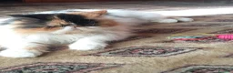 Persiano gatti per accoppiamento: Sheila gatta persiano tricolore  - Annuncio 5
