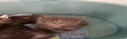 Maine Coon gatti in vendita: Maine Coon  a Provincia di Ascoli Piceno - Annuncio 2