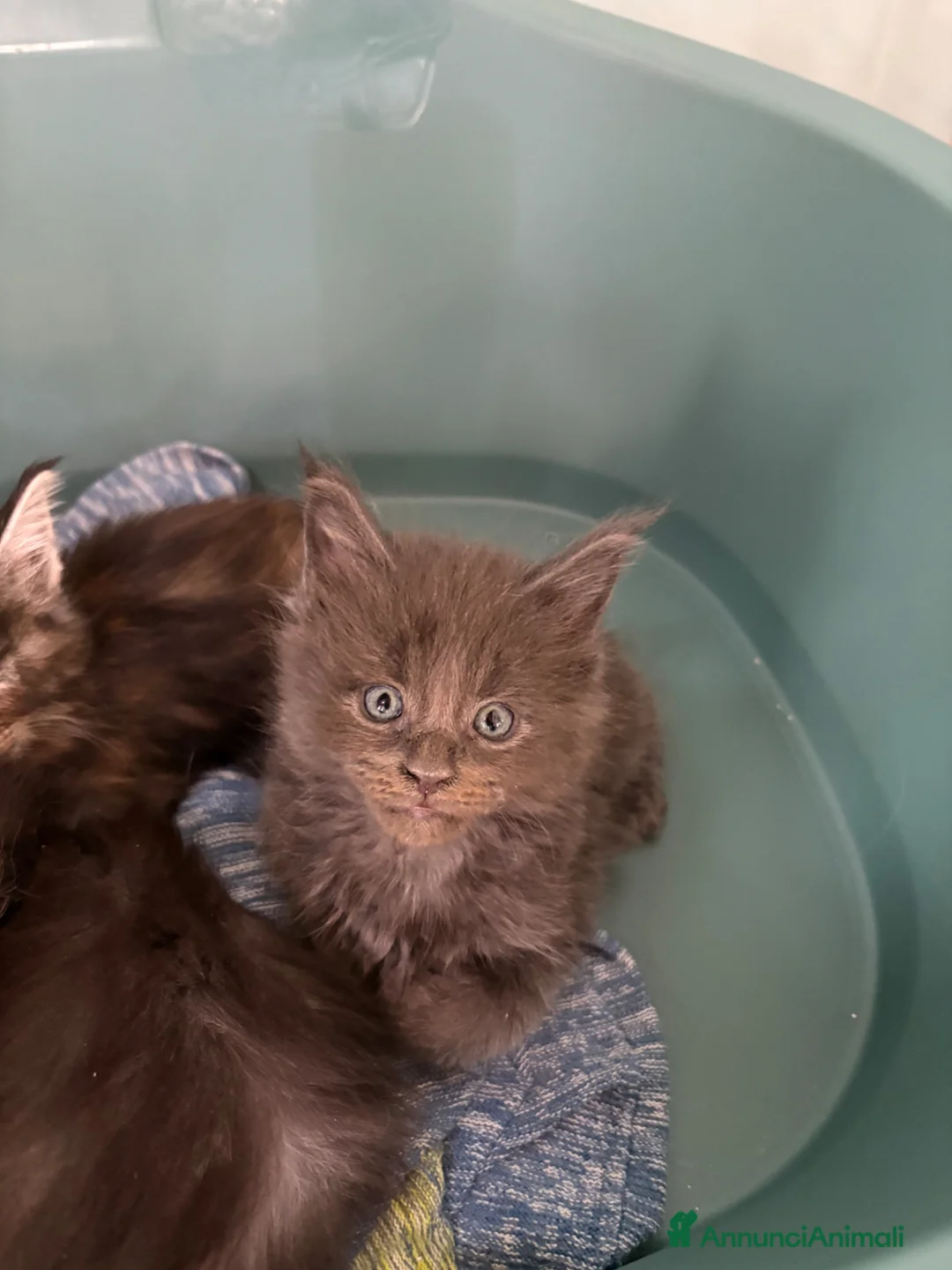 Maine Coon gatti in vendita: Maine Coon  a Provincia di Ascoli Piceno - Annuncio 2