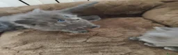 Altre razze gatti in vendita: Gattini Nebelung  - Annuncio 4