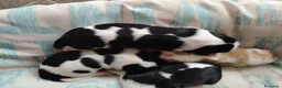 Cavalier King cani in vendita: Cavalier king con pedigree enci  a Provincia di Sondrio - Annuncio 14
