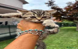 British gatti in vendita: British longhair  a Provincia di Lodi - Immagine 2