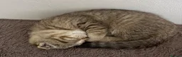 Scottish gatti in vendita: Cucciolo British/Scottish tigrato - Annuncio 3