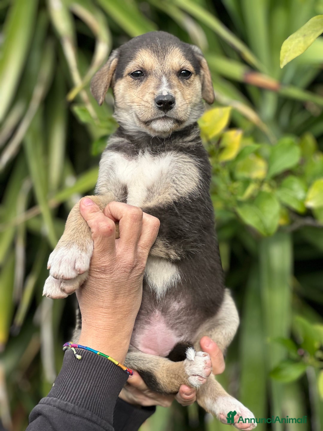 Meticcio cani in regalo: Eva cerca casa - Annuncio 5