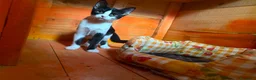 Europeo gatti in regalo: Gattine di tre mesi - Annuncio 12
