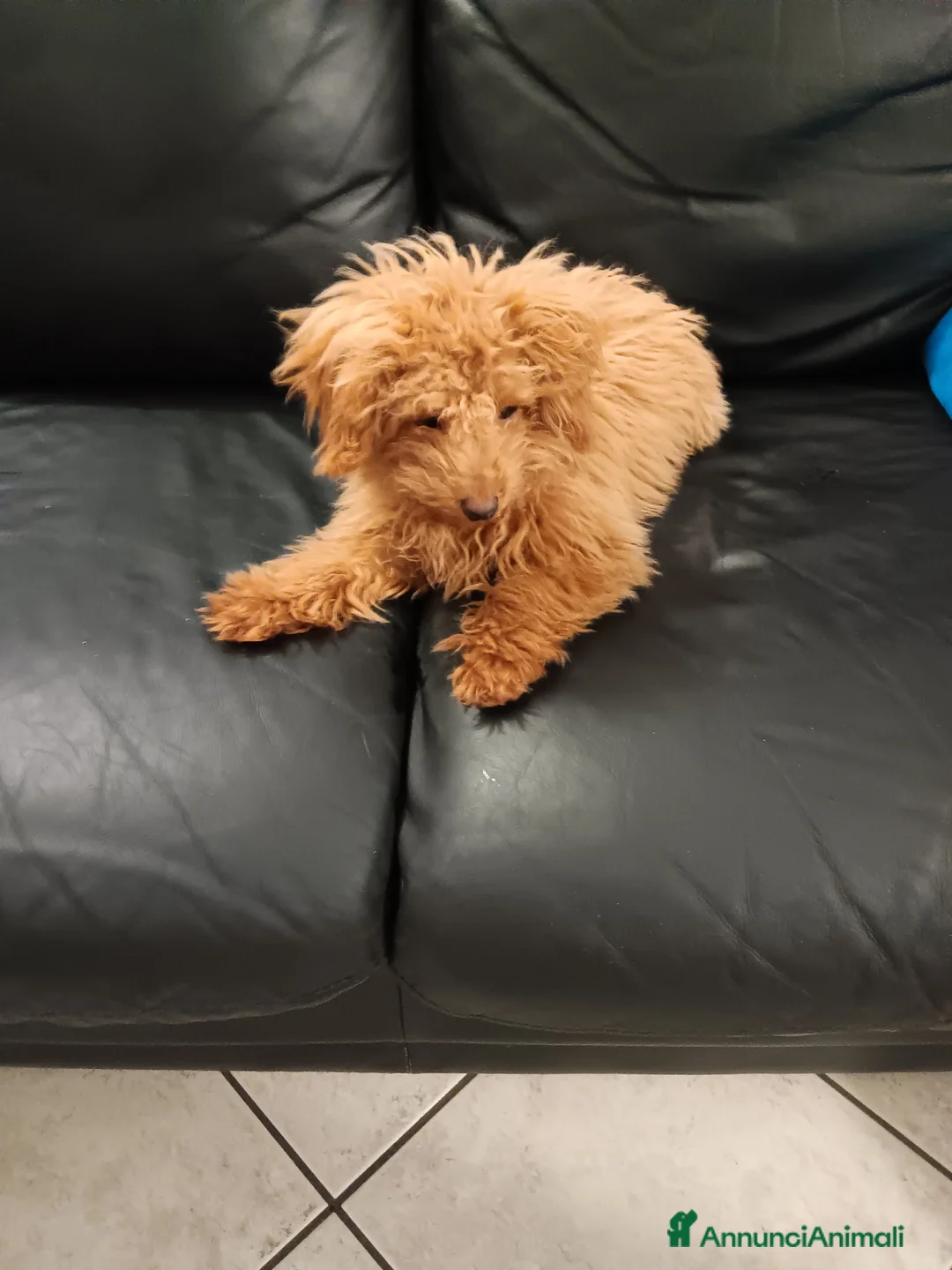 Barboncino Toy cani in vendita: Barboncino toy  - Annuncio 3