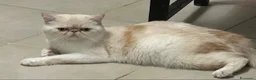 Exotic Shorthair gatti in vendita: Cucciola blu cream Exotic shorthair - Annuncio 4