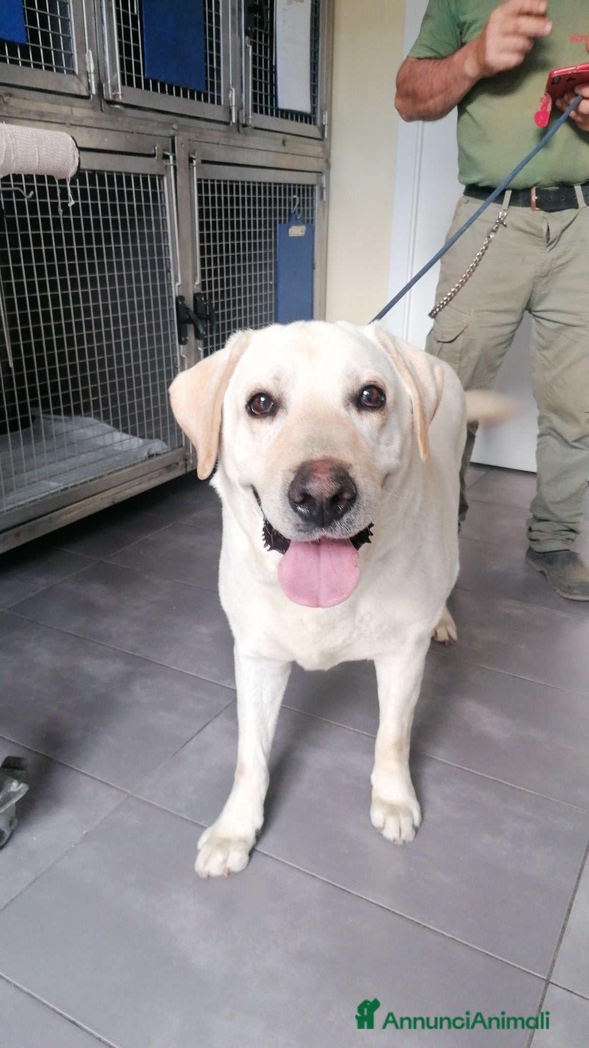 Labrador cani Teodoro, Labrador in Canile - Annuncio 24