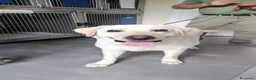 Labrador cani in regalo: Teodoro, Labrador in Canile - Annuncio 1