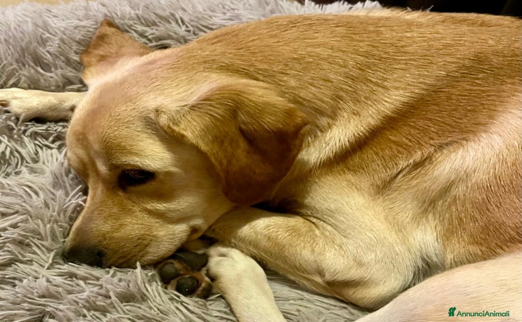 Labrador cani - Annuncio 3