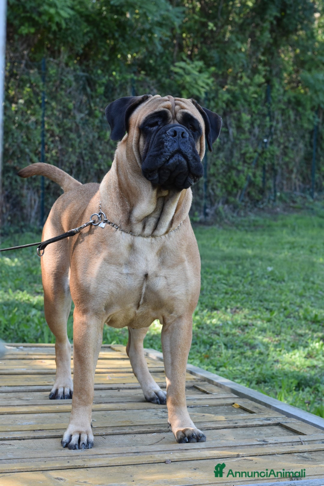 Bullmastiff cani in vendita: CUCCIOLI BULLMASTIFF - Annuncio 1