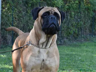 Bullmastiff cani CUCCIOLI BULLMASTIFF - Annuncio 1