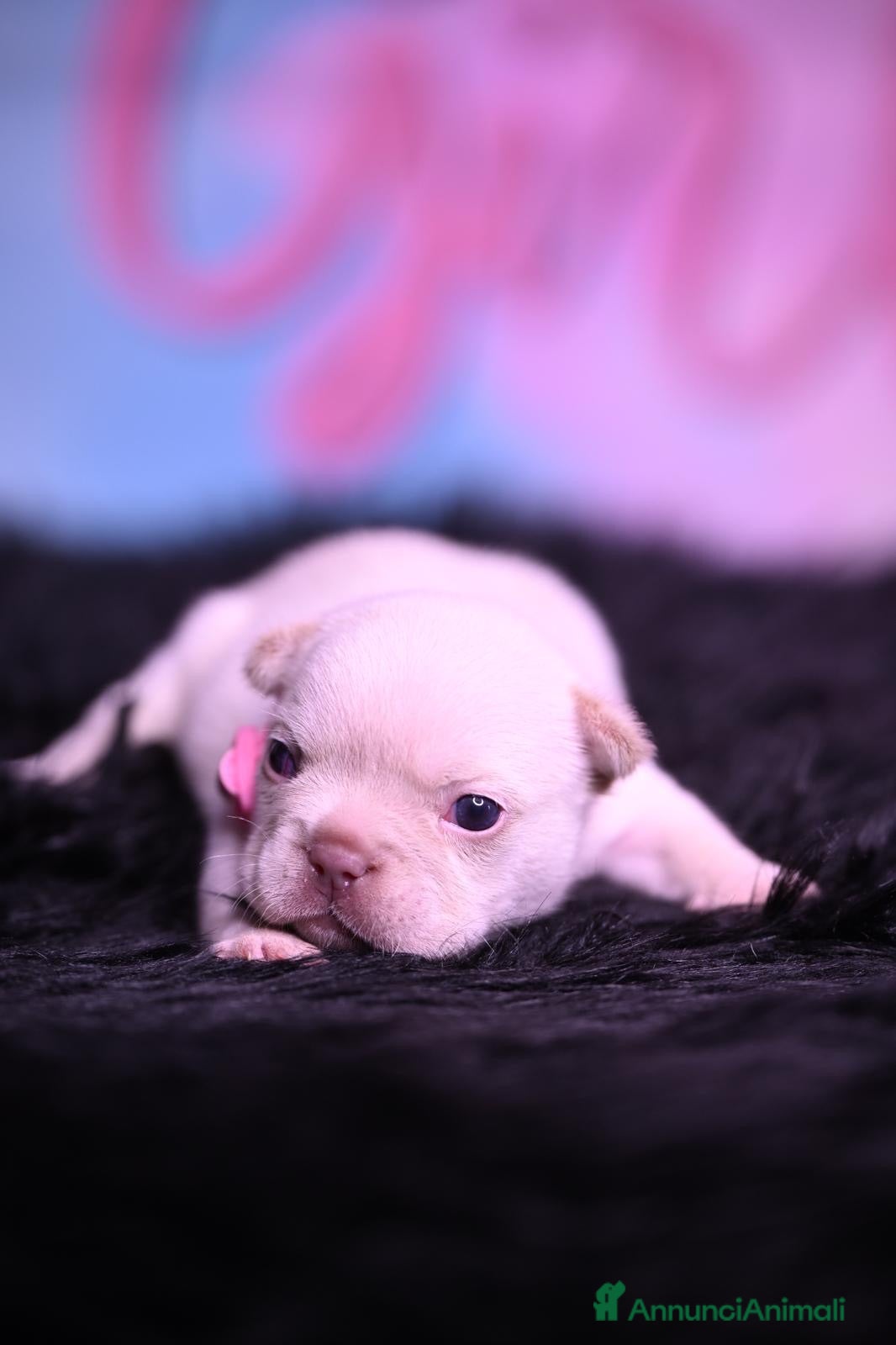 Bulldog Francese cani Cucciola di bulldog francese - Annuncio 34