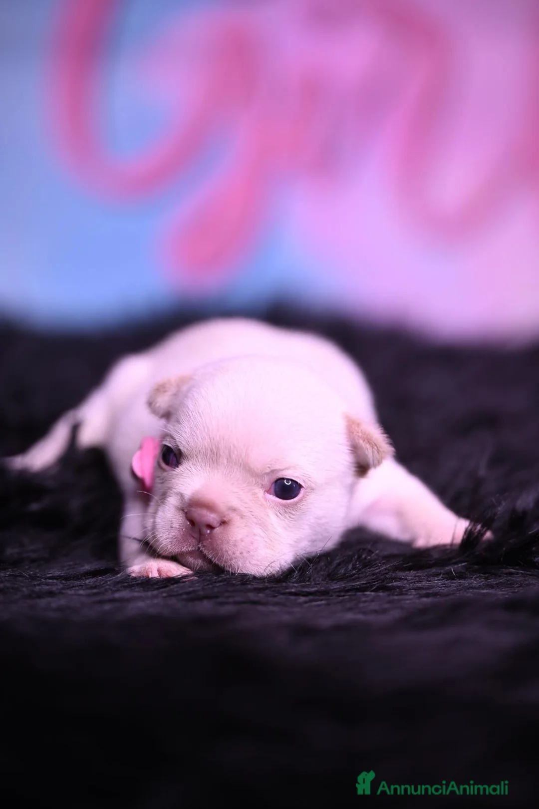 Bulldog Francese cani in vendita: Cucciola di bulldog francese - Annuncio 1