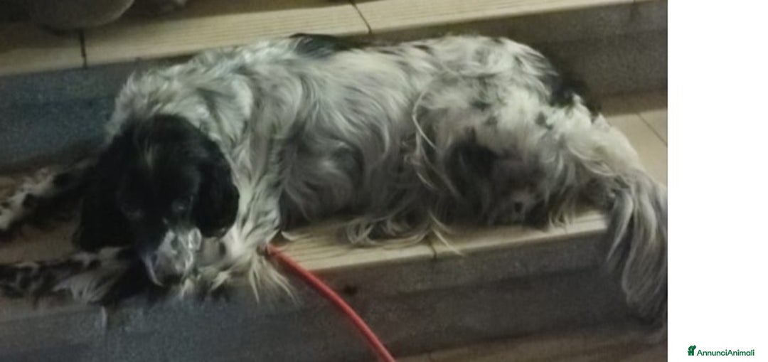 Setter Inglese cani in regalo: Setter Inglese 5anni salvato pelle ed ossa PADOVA - Annuncio 3