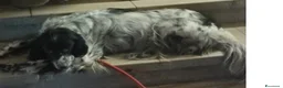 Setter Inglese cani in regalo: Setter Inglese 5anni salvato pelle ed ossa PADOVA - Annuncio 3